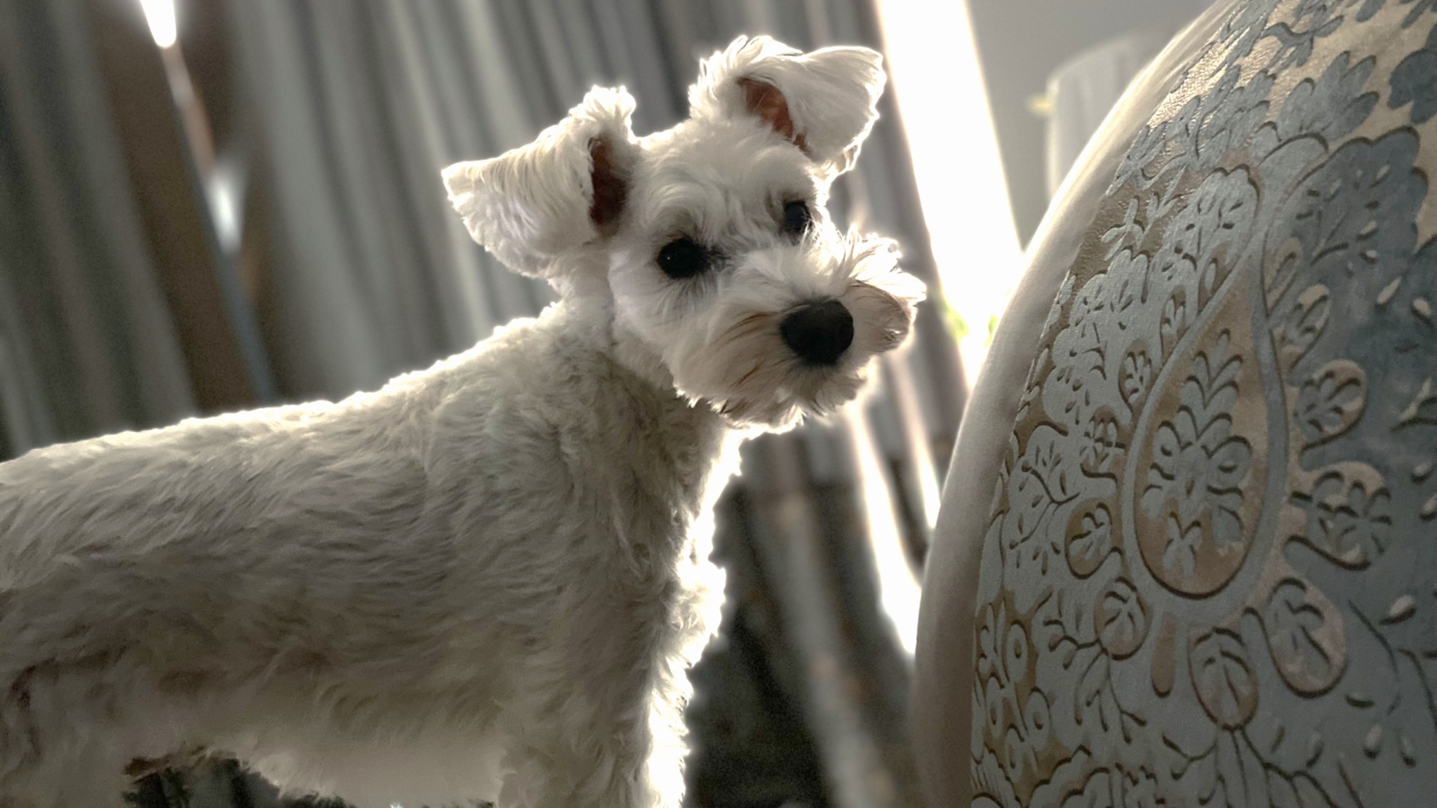 White Miniature Schnauzer POPPO