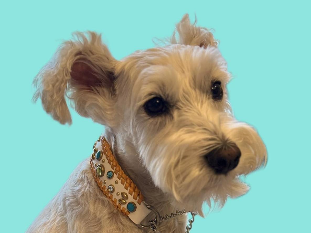 ミニチュアシュナウザーPOPPOの横顔写真