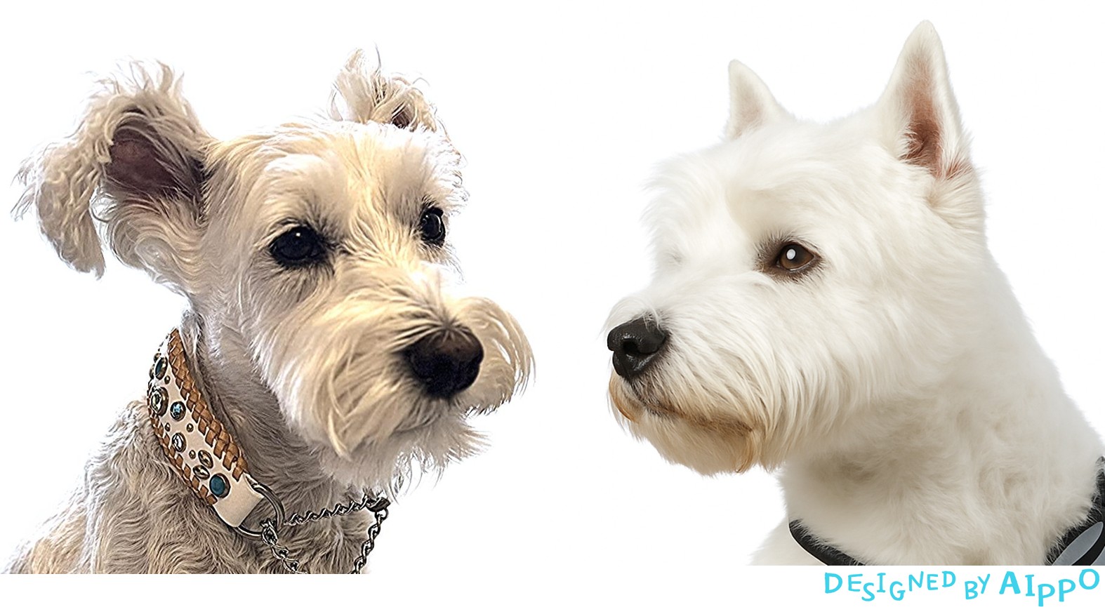 ミニチュアシュナウザーPOPPO（左）と白いテリア代表（右）の顔アップ比較写真