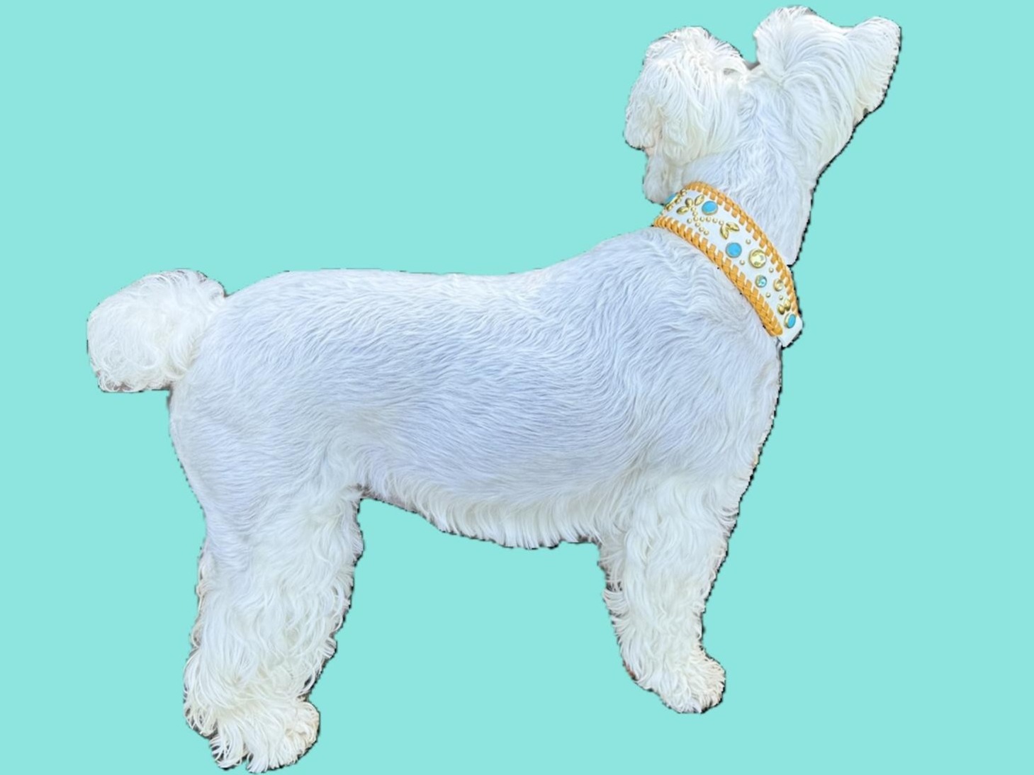 スクエア体型が分かるミニチュアシュナウザーPOPPOの横向き写真