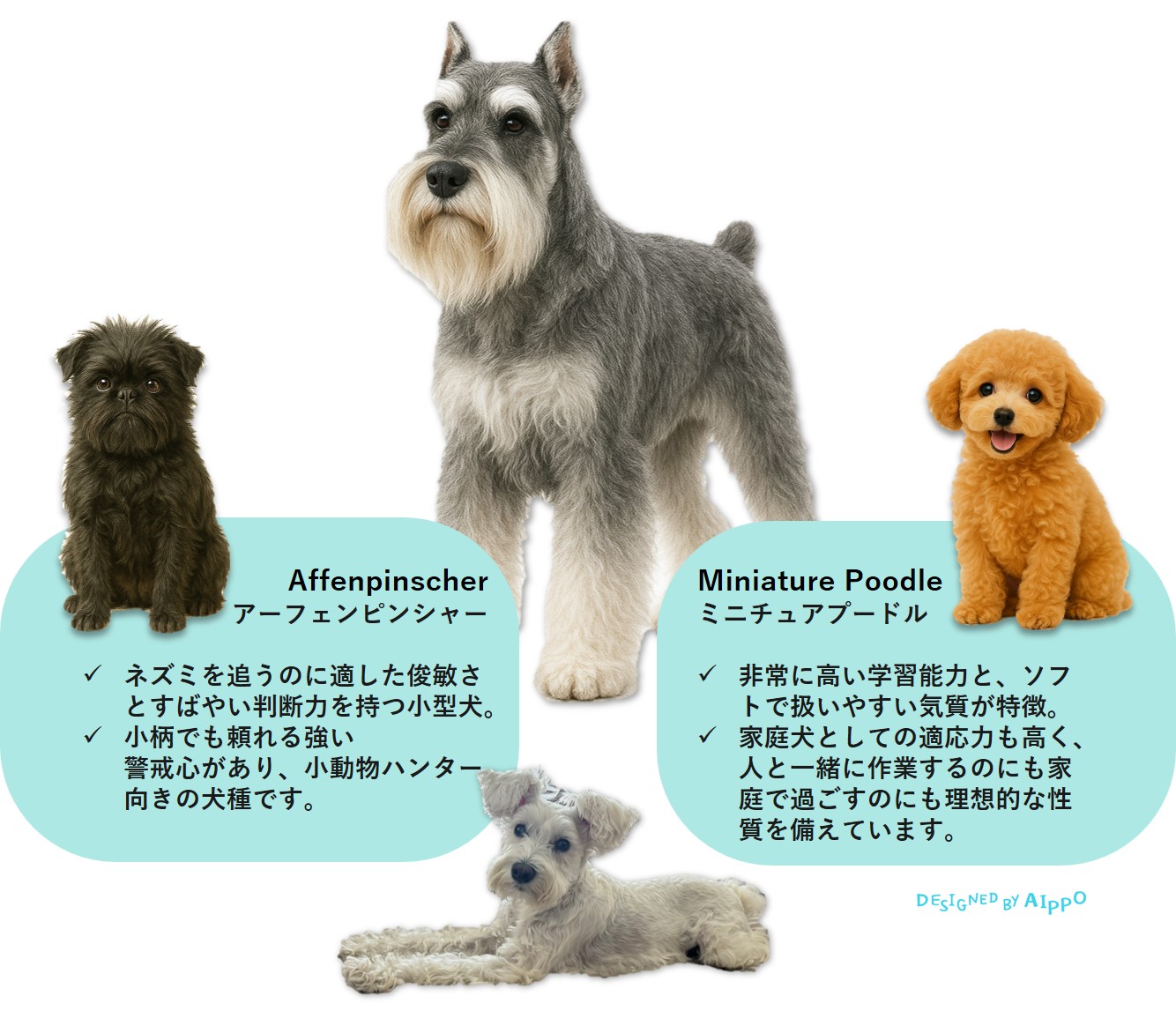 ミニチュアシュナウザーのルーツを示す図。スタンダードシュナウザーを中心に、アーフェンピンシャーとミニチュアプードルが配置されている。