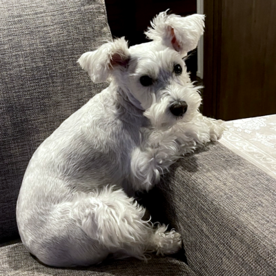 POPPO 白バージョン（背景なし）