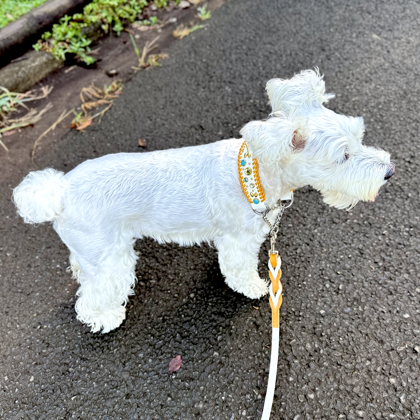 POPPO 調整済みホワイト写真