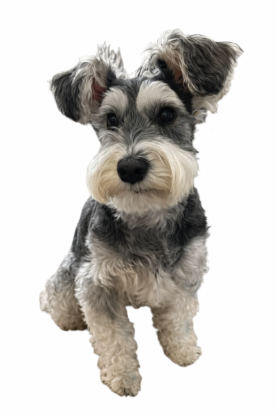 ブラック＆シルバーのPOPPO（おすわり）