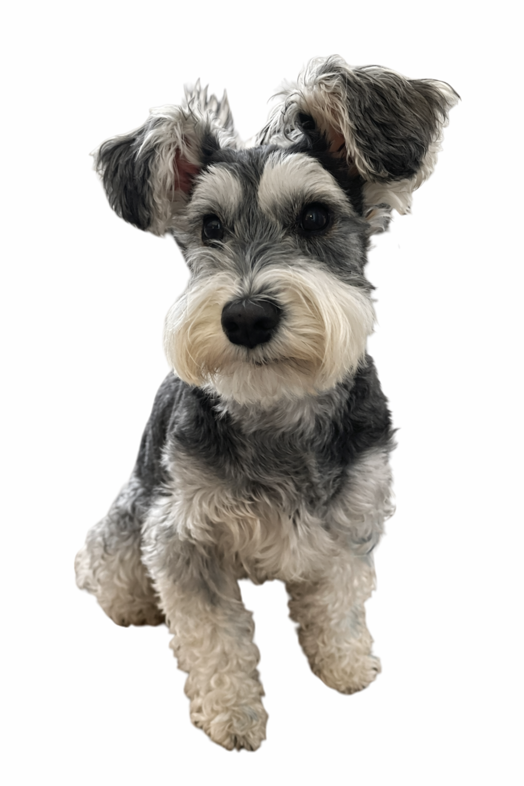 ブラック＆シルバーのPOPPO（おすわり）