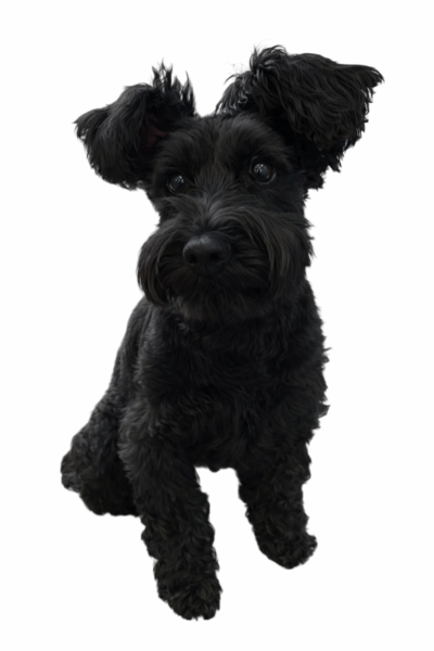 ブラックコートのPOPPO（おすわり）