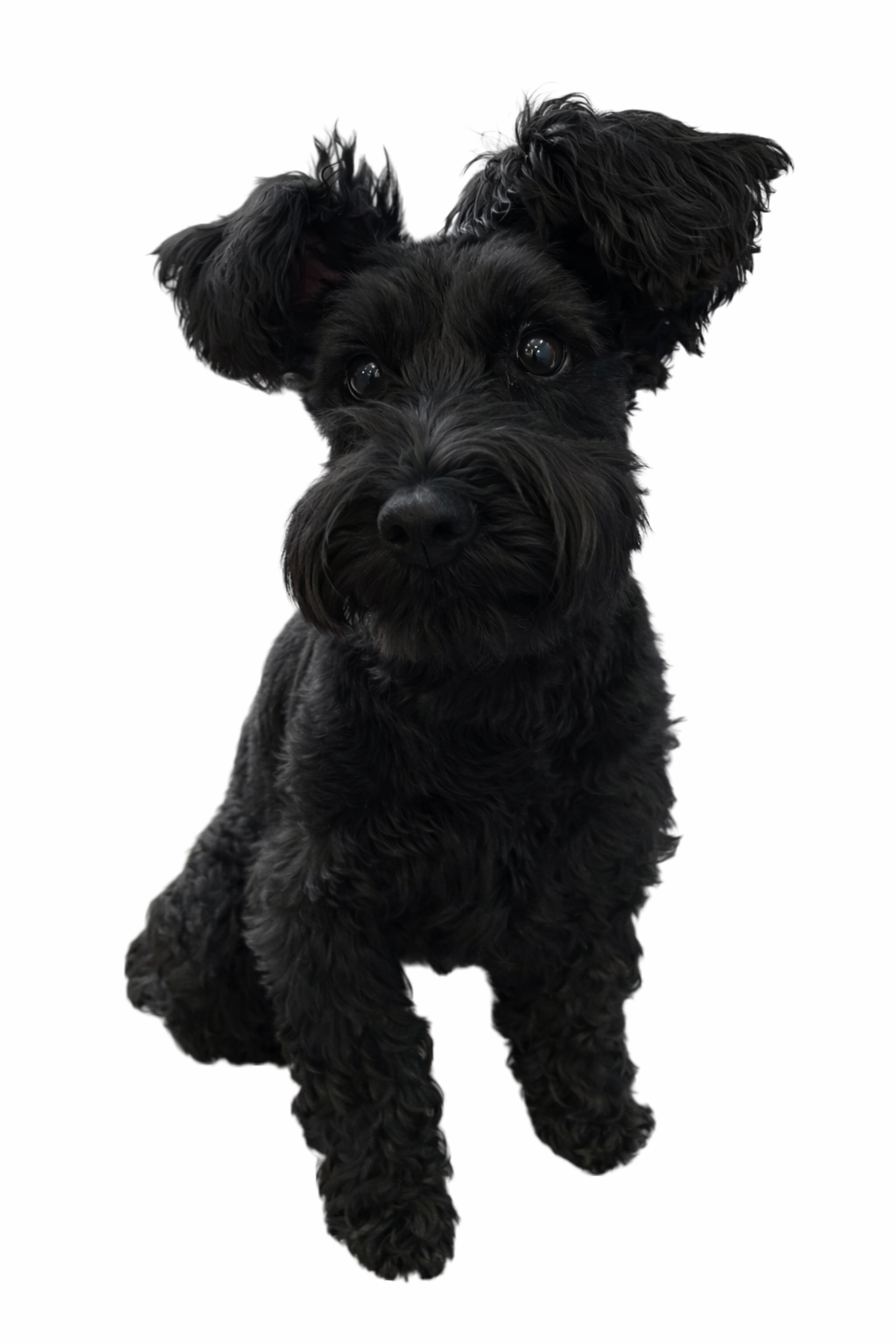 ブラックコートのPOPPO（おすわり）