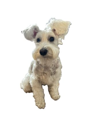 POPPO 屋内スナップ写真（ホワイト）