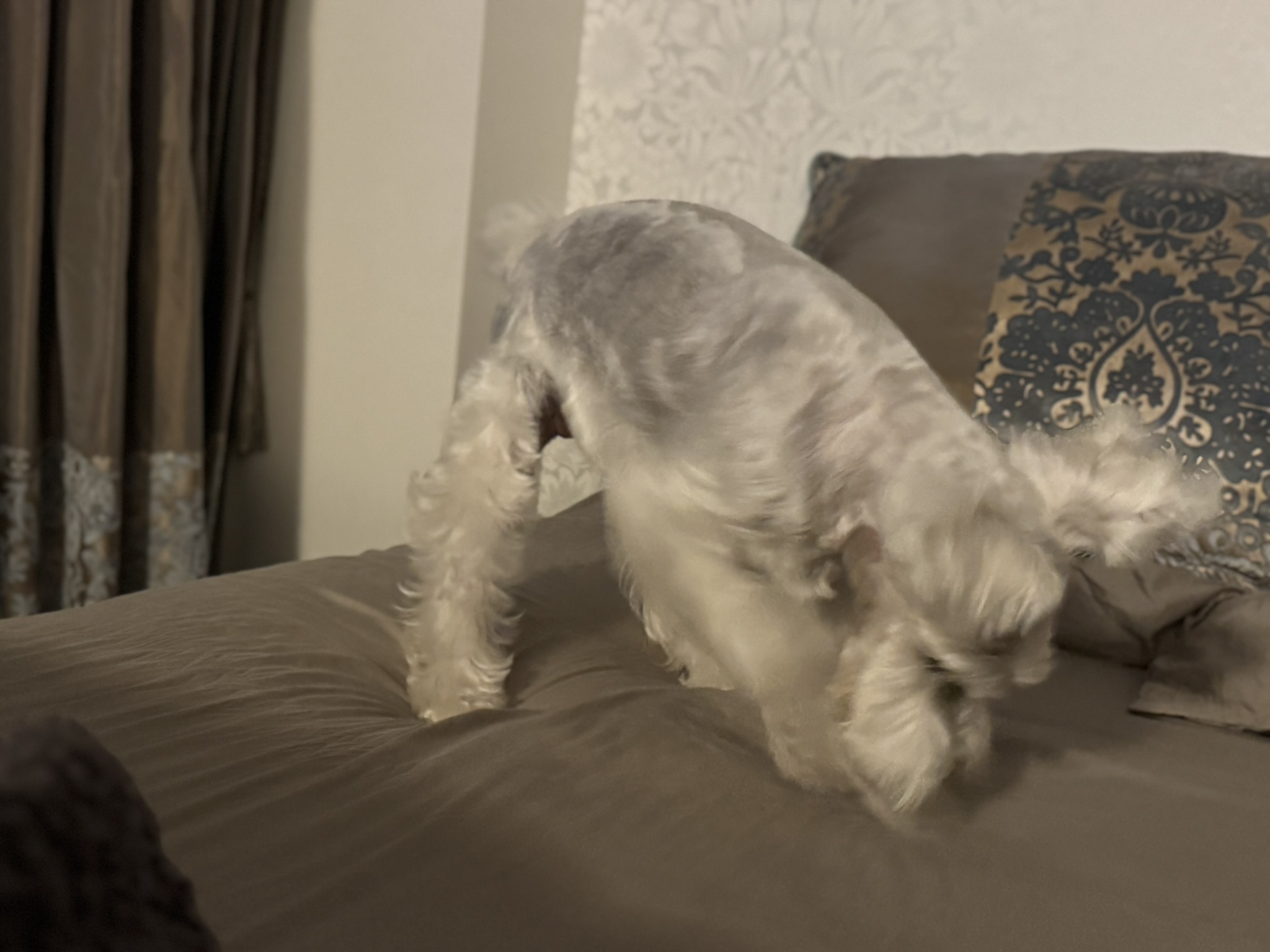 ホリホリ中のPOPPO