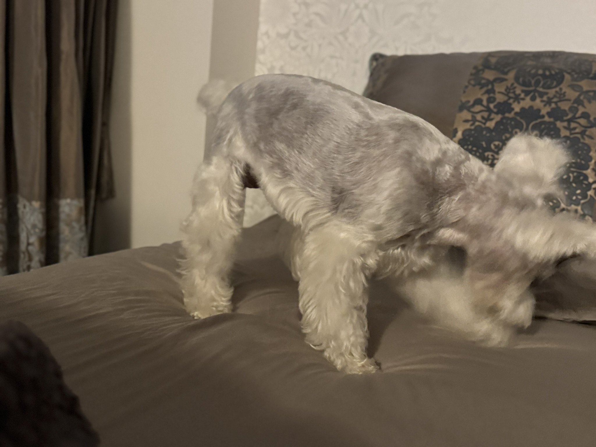 ホリホリの勢いがピークのPOPPO