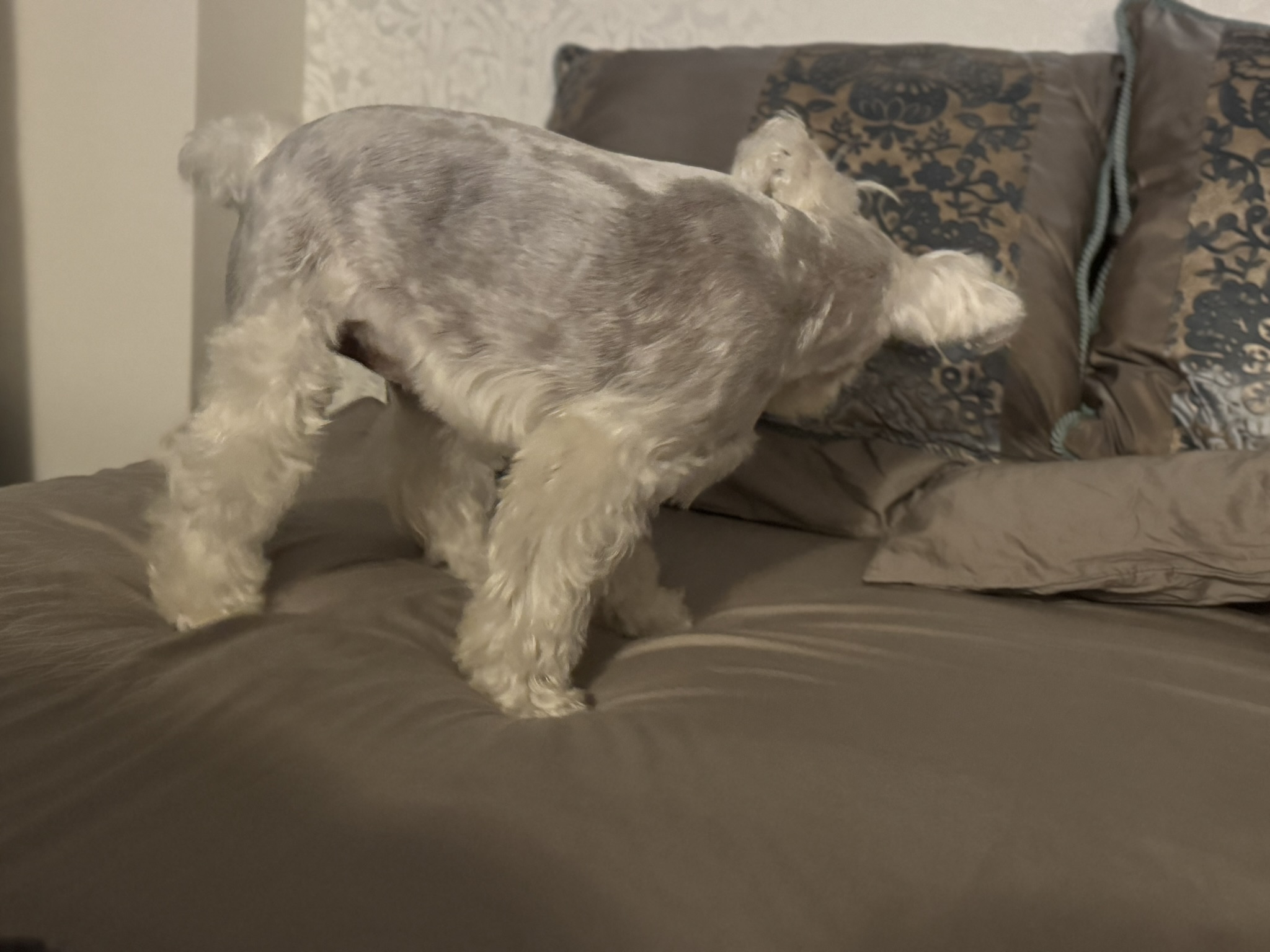 ベッドに乗るPOPPO