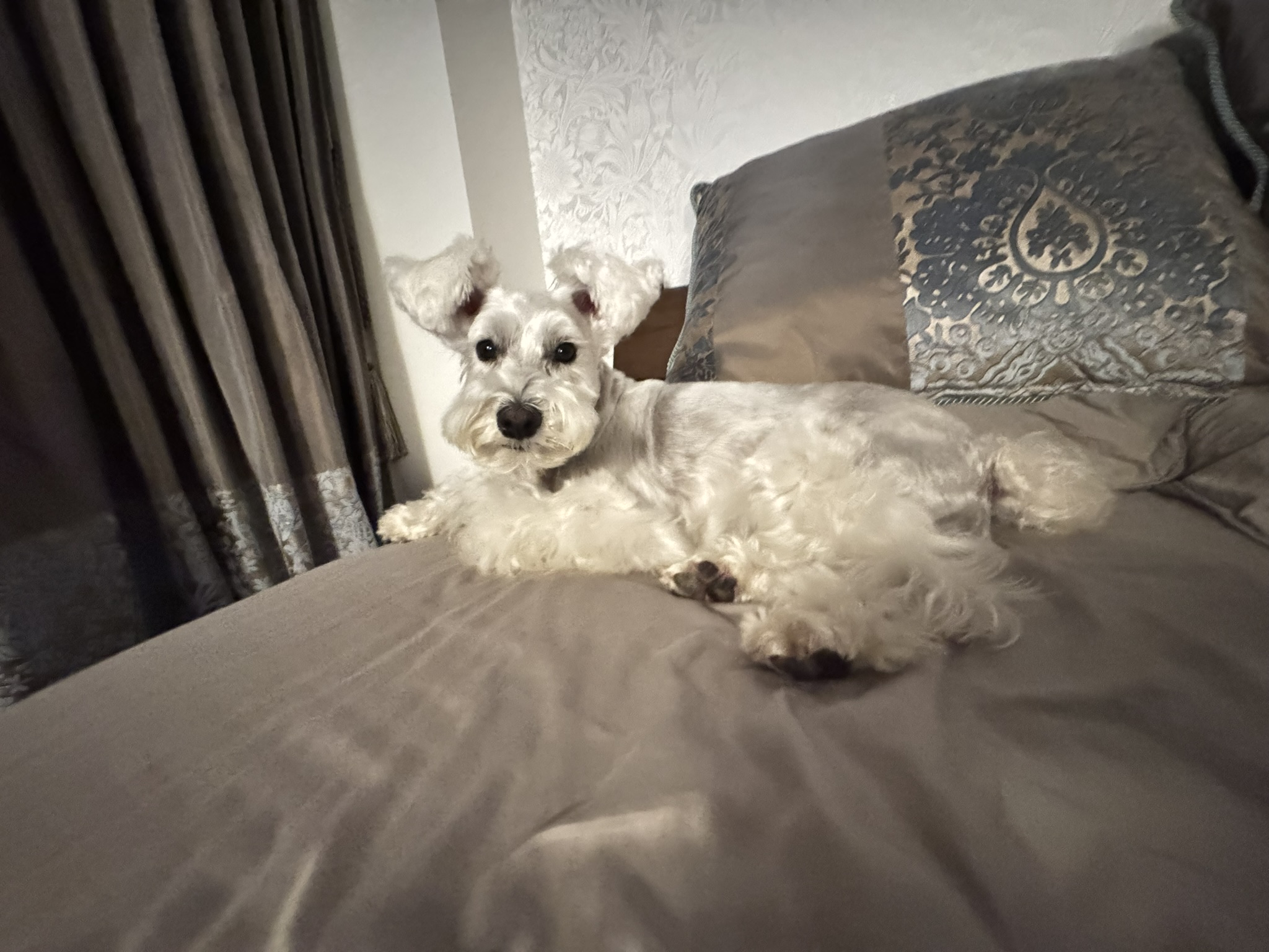 カメラ目線のPOPPO