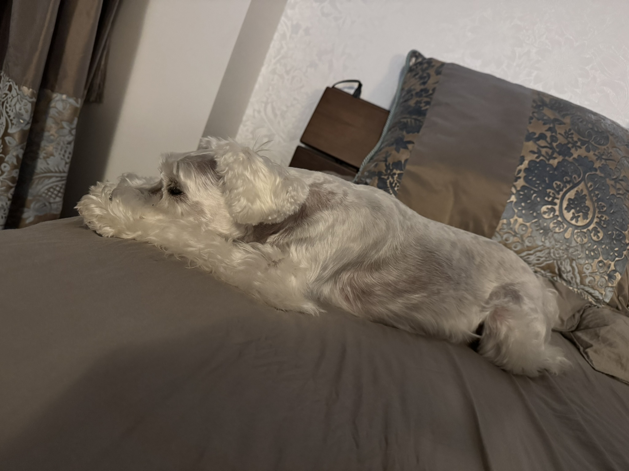 ベッドの上でホリホリするPOPPO