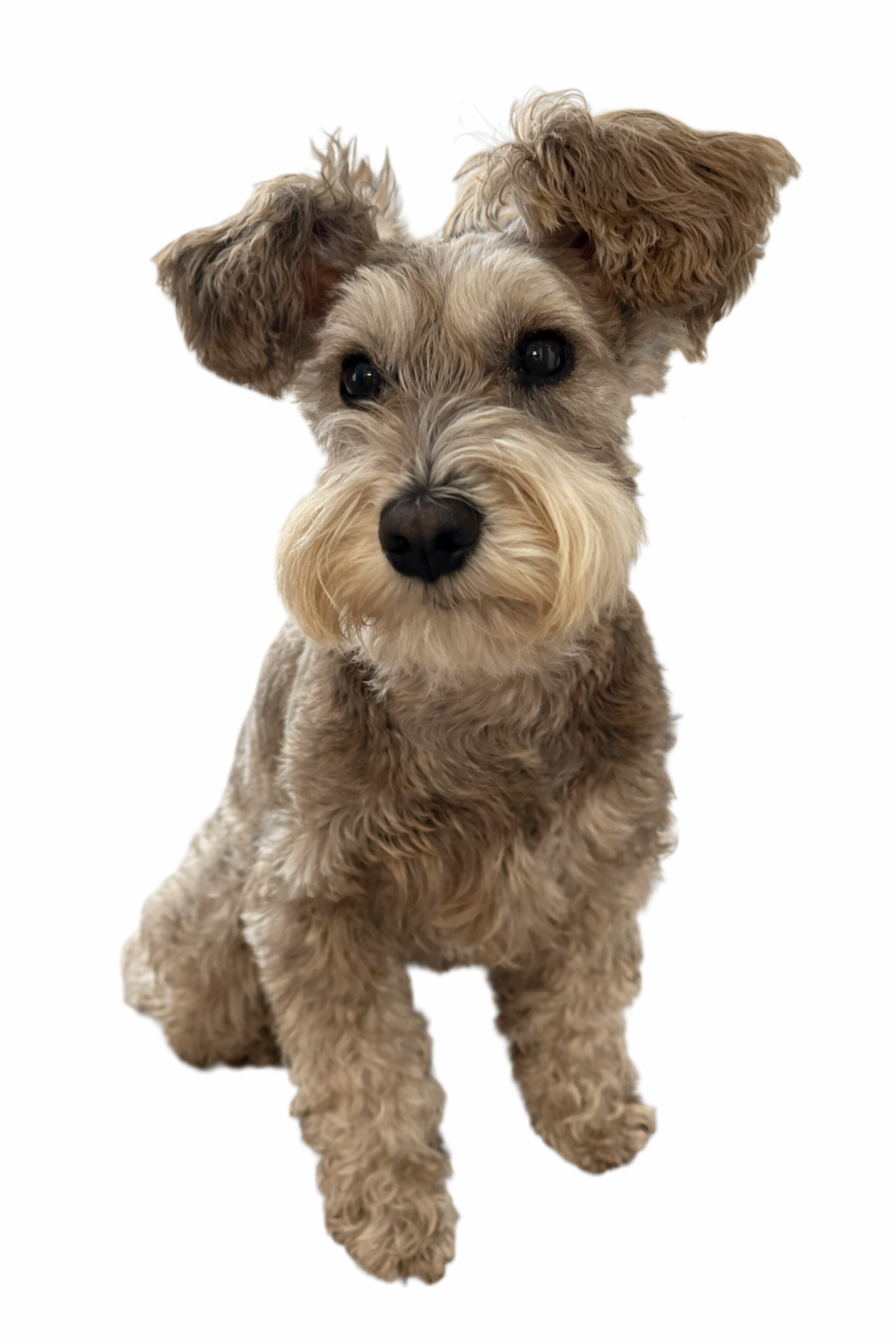 リバーペッパーのPOPPO