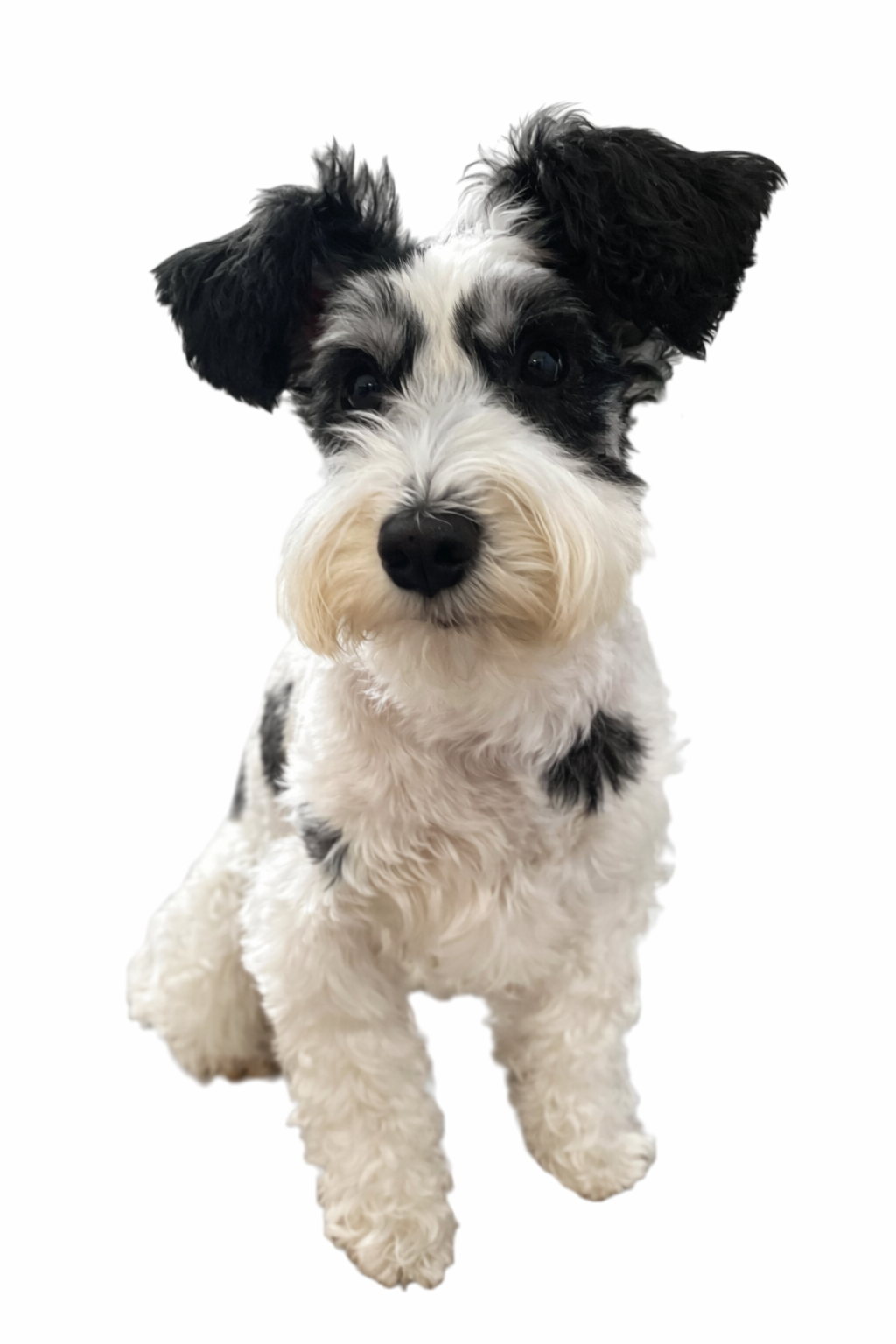 パーティーカラーのPOPPO