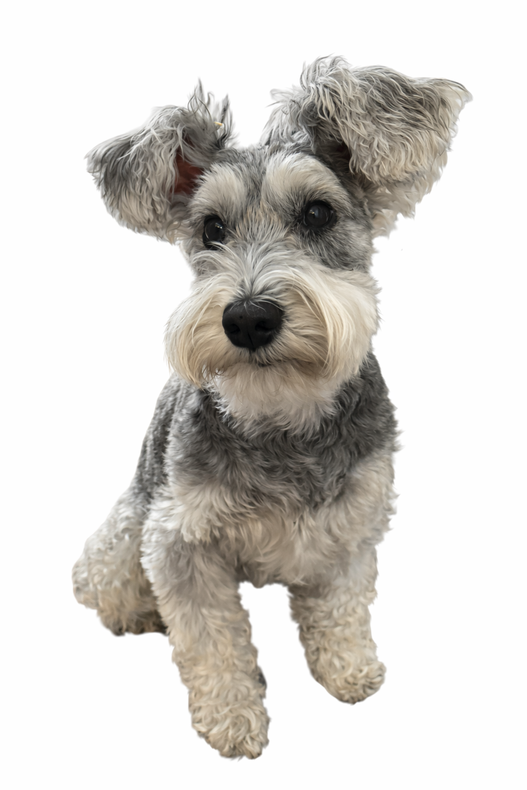 ソルト＆ペッパーのPOPPO（おすわり）