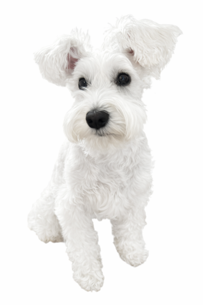 正面から見たホワイトPOPPO