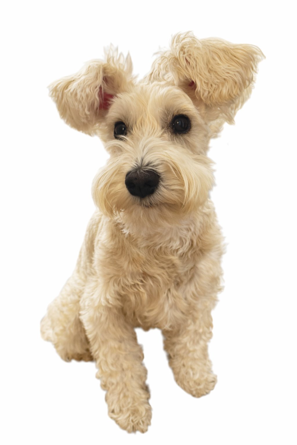 ウィートンカラーのPOPPO