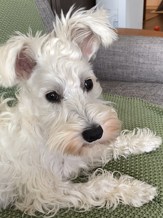 サイレンの気配に気づいて振り向くPOPPO