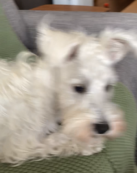 音の方向に気づいて立ち上がるPOPPO