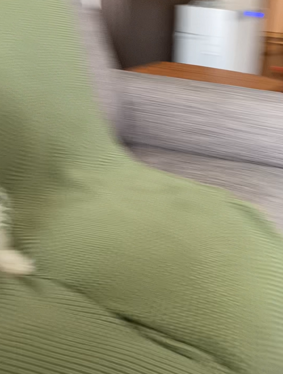 一瞬で方向転換して走り出すPOPPO