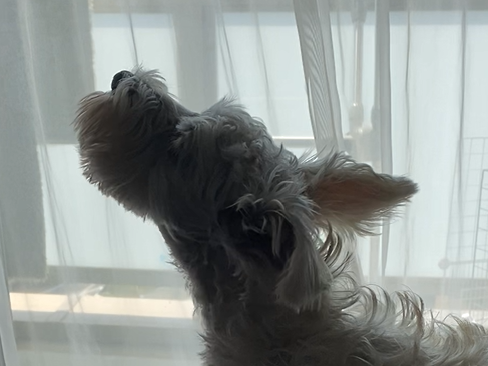 窓際のソファに立ち、外から聞こえるサイレンの方向を見上げるミニチュアシュナウザーのPOPPO