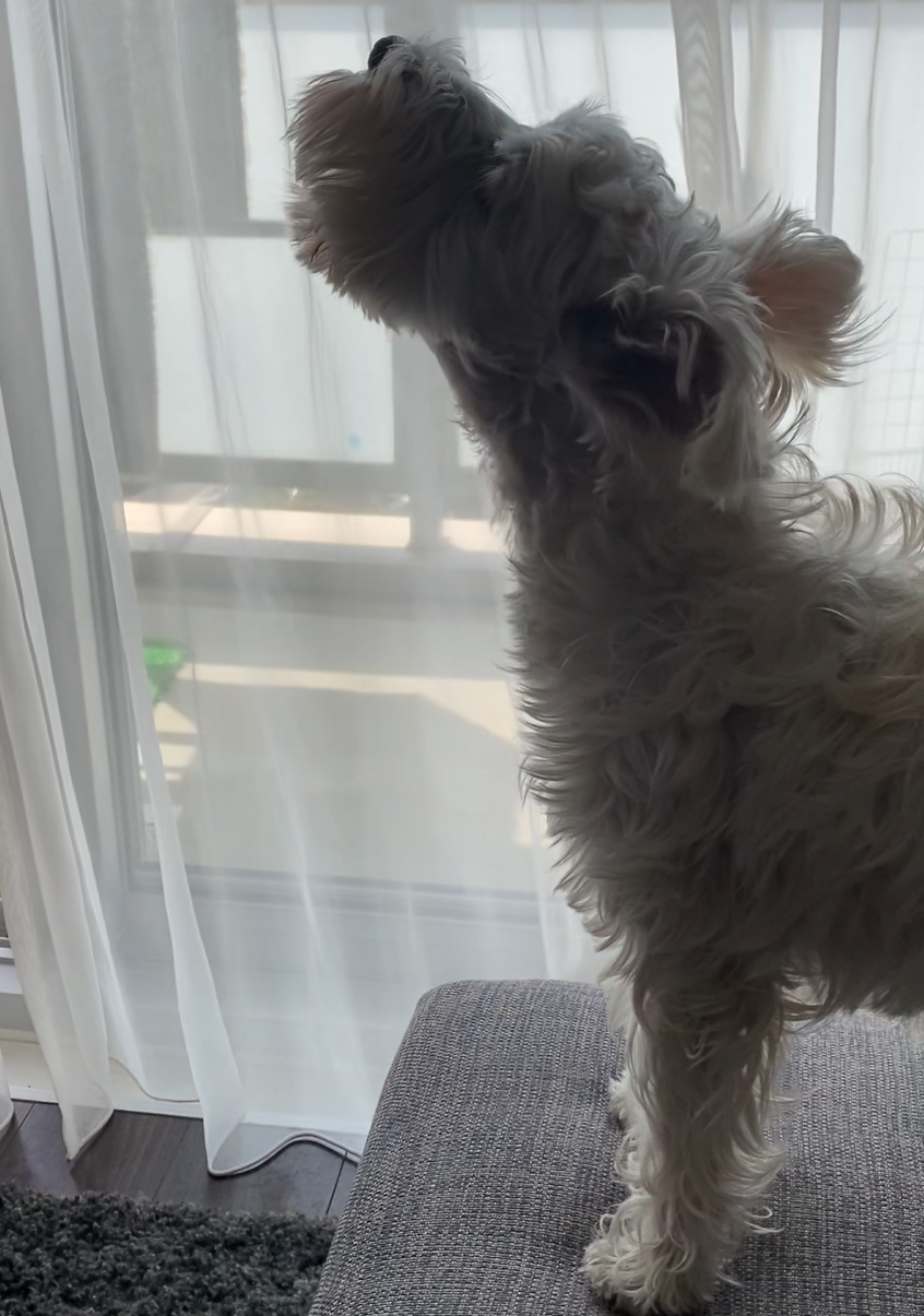 首を伸ばして遠吠えの体勢に入るPOPPO