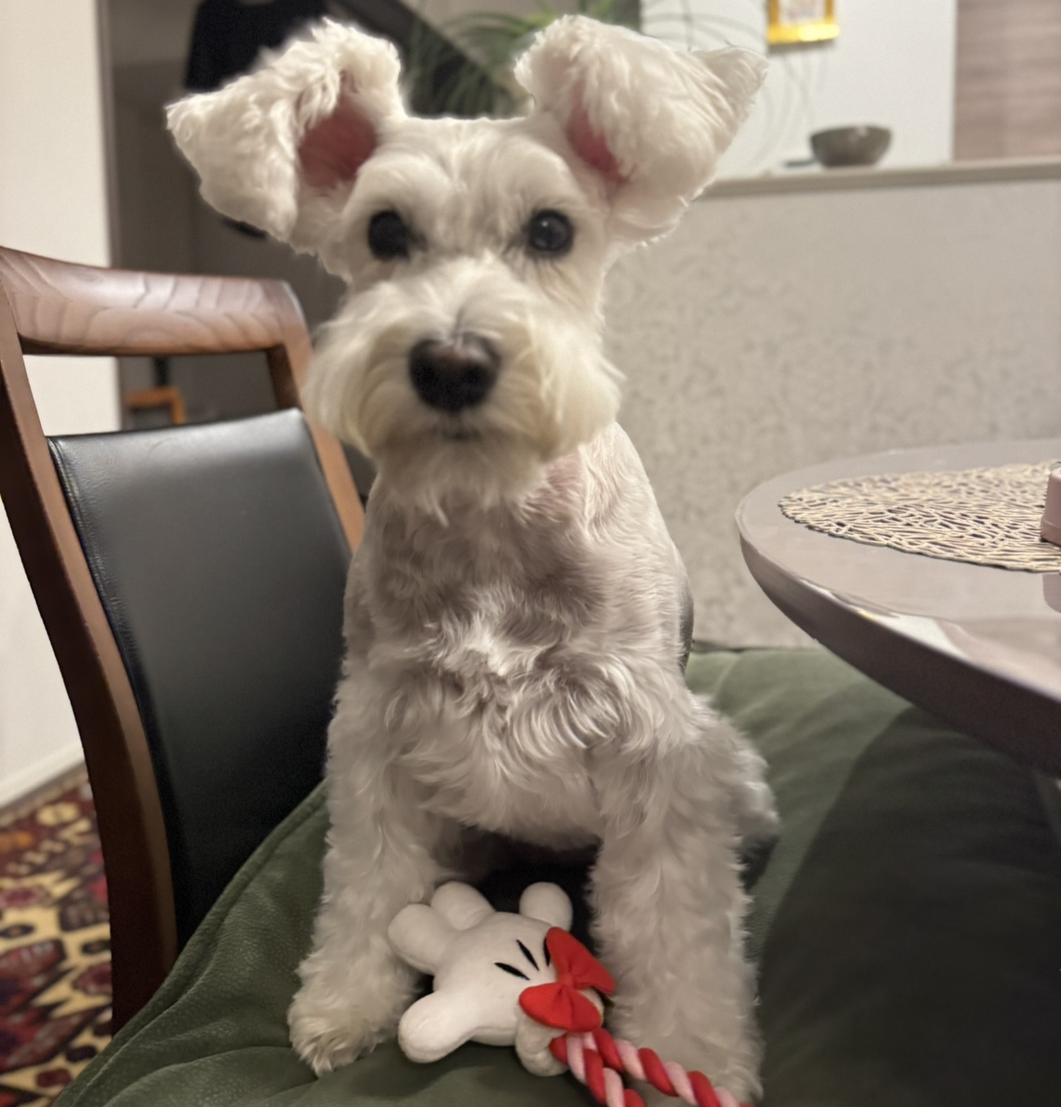 トリミング後、椅子の上に座ってこちらを見るPOPPO