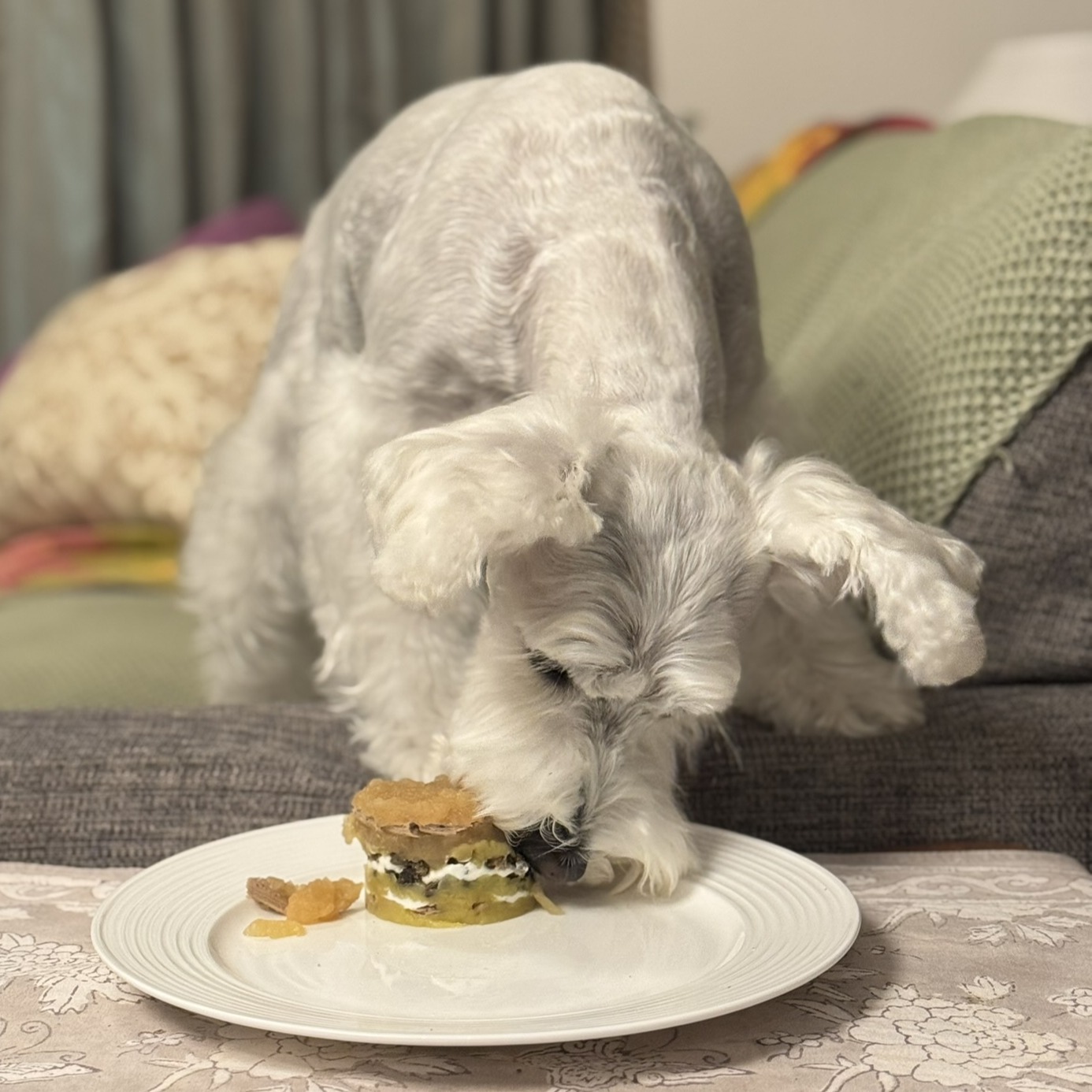 ケーキのそばで食べ続けるPOPPO