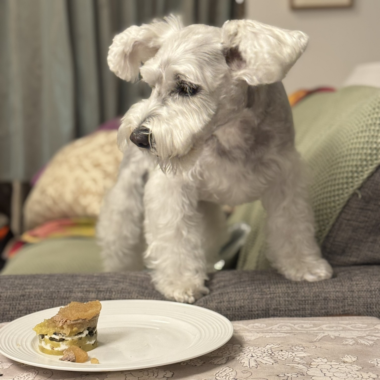 食後にご機嫌が戻った表情のPOPPO