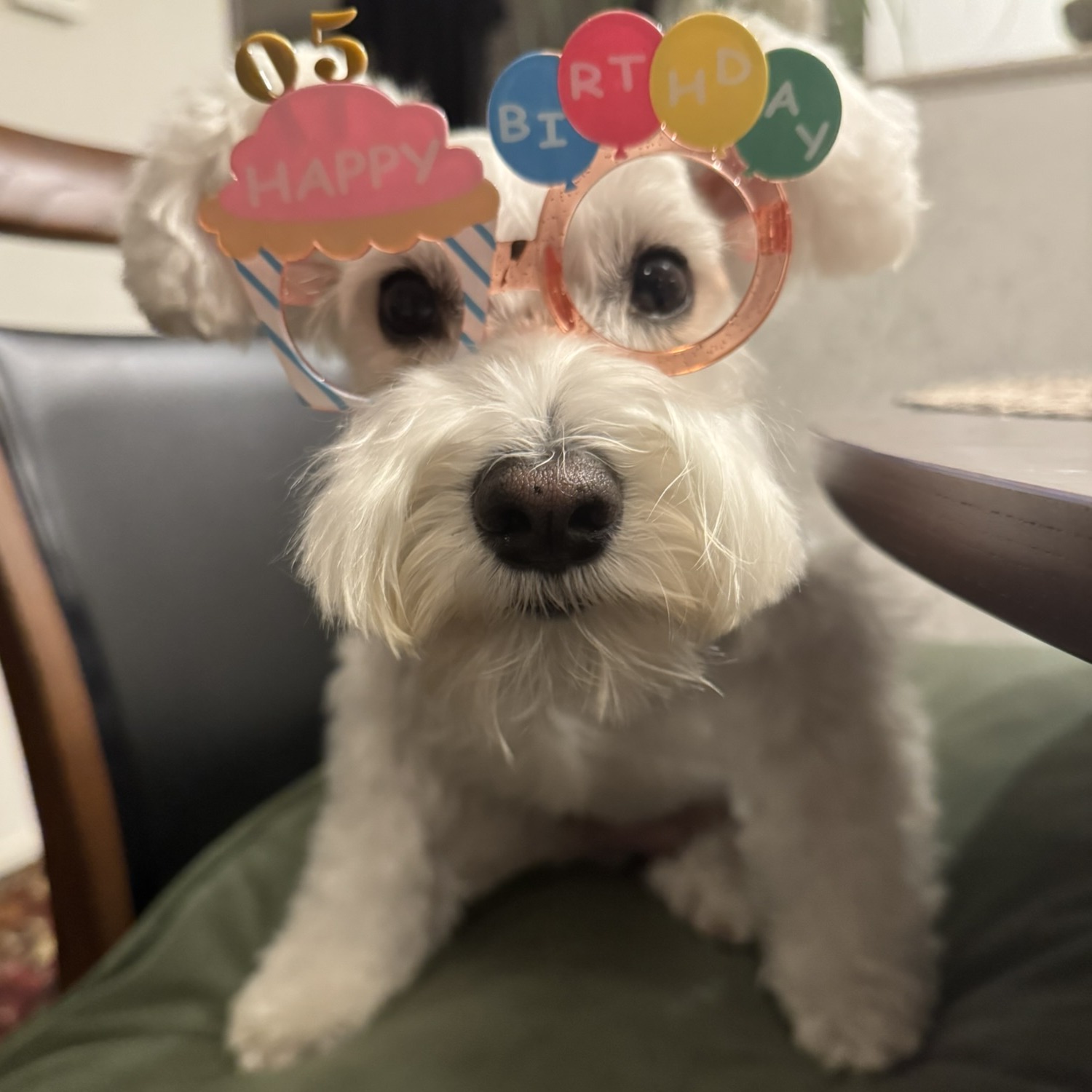 HAPPY BIRTHDAYの眼鏡をかけているPOPPO