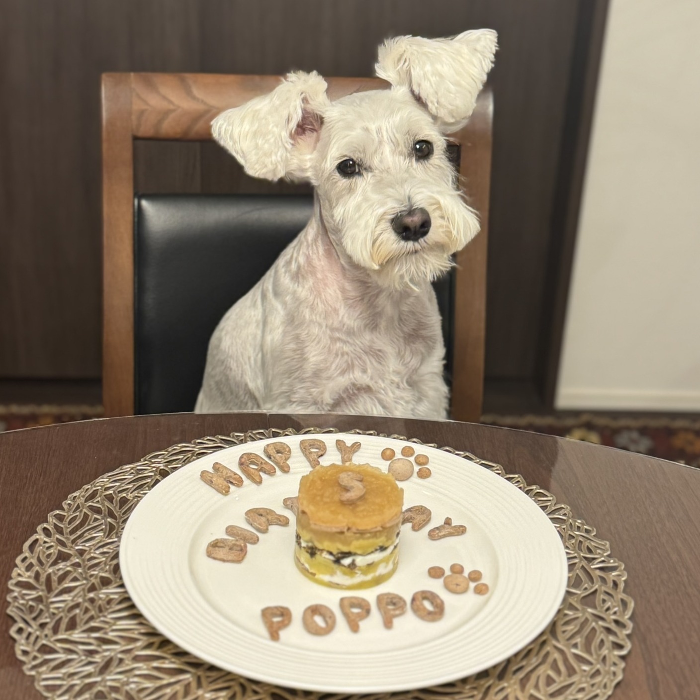 ケーキと一緒にカメラを見るPOPPO