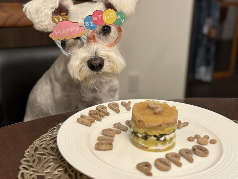 誕生日用の眼鏡をかけ、ケーキの前で少し不機嫌そうに座る5歳のミニチュアシュナウザーPOPPO